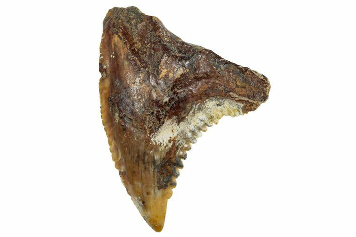 Fossil Shark Tooth (Hemipristis) From Angola - Unusual Location #259447